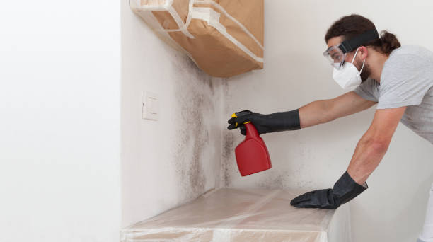 Professional Mold Removal technician working in Commack, NY